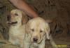 Щенки лабрадора превью 573206.