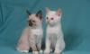 Продажа котят сноу шу превью 573705.