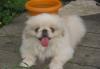 Пекинес раскошный мальчик -абрикосик превью 573712.