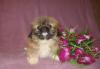 Пекинесы щенки  ( есть мини и супер мини) превью 573723.