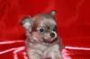 Щенки чихуахуа от 13000 руб превью 573908.