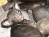 Превью Котики и кошечки ориентальные Москва - 3