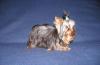 Щенки Йоркширского терьера (есть карманный) превью 574516.