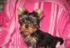 Йоркширский терьер мальчик 4 мес. Вес-1600гр превью 574640.