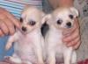 Чихуахуа щенки превью 575037.