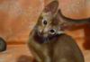 Превью Абиссинский котик Нижний Новгород - 2
