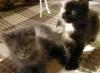 Замечательные пушистые котята превью 575786.
