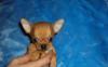 Чихуахуа щенки г/ш мальчики и девочки продаю превью 576070.