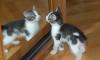 Превью Котенок 2 мес. от домашней кошки в дар Москва - 2