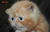 Экзотический котик превью 576262.
