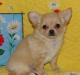 Продается мальчик чихуахуа-шоу превью 576924.