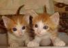 Замечательные рыжие котики. Отдам даром превью 577363.