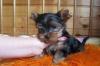 Йоркширский терьер, девочки 3 мес превью 577639.