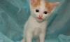 Забавные рыжие ушки и хвостик ищет свой дом превью 577712.
