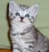 Британские котята "Вискасного" окраса превью 577749.