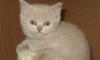 Британские и шотландские вислоухие котята-малыши превью 578308.