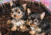 Щенки Йоркширского терьера (8.000р.) превью 578426.