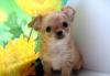 Д/ш девочка Чихуахуа мини бэби - фэйс превью 578499.