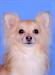 Шикарный кобель чихуа  в хорошие руки превью 578572.