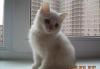 Чудесный котик элитного окраса (привит) превью 578994.