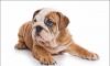 Английский бульдог превью 570980.