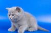 Британские котята голубые и лиловые превью 579103.