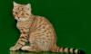 Британский котик шоколадно-золотистое пятно превью 579442.
