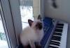 Превью Cинеглазые сиамские (тайские) котята Москва - 3