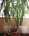 Пальма юкка превью 580072 Пальма юкка превью 580072.