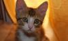 Очень милый и игривый котенок ищет свою семью превью 580088.