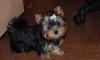 Щенки йоркширского терьера превью 581348.