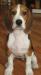 Превью Бигли с Лесной поляны Москва - 1