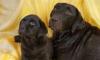 ЛАБРАДОРЫ ЩЕНКИ ШОКОЛАДНОГО и чёрного ОКРАСА  превью 582089.