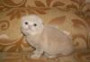 Котята шотландской кошки превью 582097.
