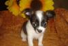 Чихуахуа трёхцветная мини девочка превью 583579.