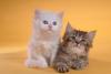 Большой выбор котят на любой вкус и цвет в дар превью 583654.