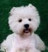 Вест-хайленд-уайт-терьера щенки белоснежные превью 583899.