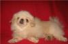Пекинес раскошный мальчик -абрикосик превью 584604.