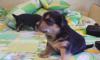 Отдам щенков превью 584649.