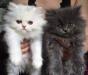 Котята персидские,  девочки  2 мес превью 584729.
