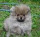 Померанский шпиц от чемпиона г ОдинцовоПарк Побед превью 580510.