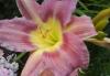Превью Клематисы подмосковные Москва - 2