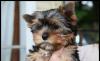 Щенки йоркширского терьераДевочки превью 585298.