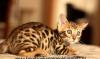 Бенгальский леопардик превью 585384.