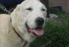 Кобель подросток белый превью 585435.