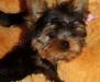 Йоркширский терьер, щенки  беби фейс , вязки превью 585733.