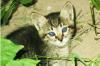 Котята превью 585858.