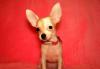 Чихуахуа мини девочка превью 585966.