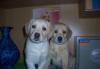 Щенки Лабрадора превью 586128.