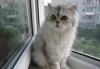 Персидский шиншиловый котёнок превью 586276.